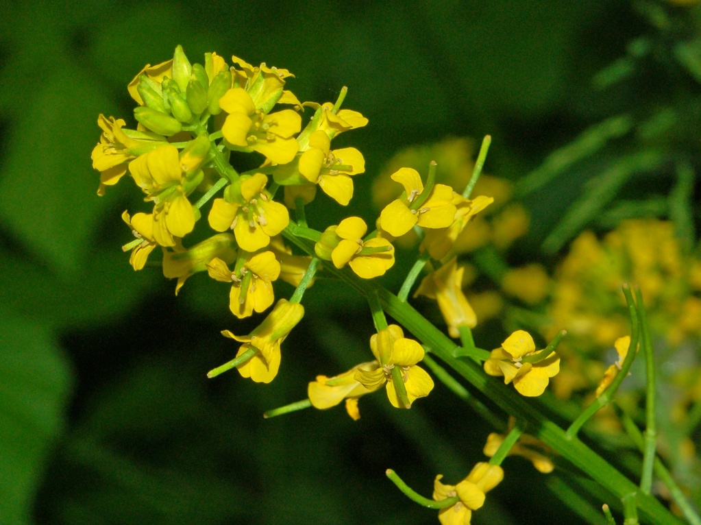 Barbarea vulgaris / Erba di Santa Barbara comune